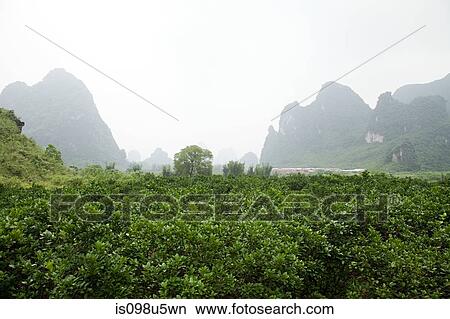 China, guangxi province, yangshuo landscape View Large Photo Image Picture - China, guangxi province, yangshuo landscape. Fotosearch