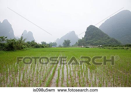 China, guangxi province, yangshuo, rice fields and karst landscape View Large Photo Image Picture - China, guangxi province, yangshuo, rice fields and karst landscape. Fotosearch