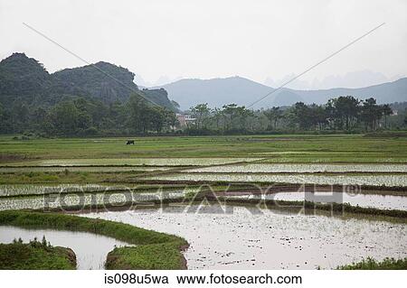 China, guangxi province, yangshuo, rice fields View Large Photo Image Stock Image - China, guangxi province, yangshuo, rice fields. Fotosearch