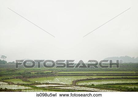 China, guangxi province, yangshuo, rice fields View Large Photo Image Stock Image - China, guangxi province, yangshuo, rice fields. Fotosearch