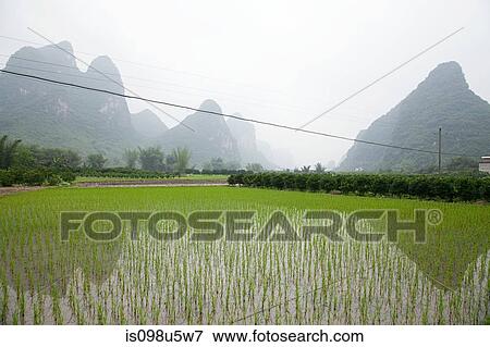 China, guangxi province, yangshuo, rice fields and karst landscape View Large Photo Image Stock Photo - China, guangxi province, yangshuo, rice fields and karst landscape. Fotosearch