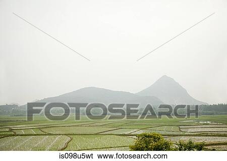 China, guangxi province, yangshuo, rice fields View Large Photo Image Stock Photograph - China, guangxi province, yangshuo, rice fields. Fotosearch