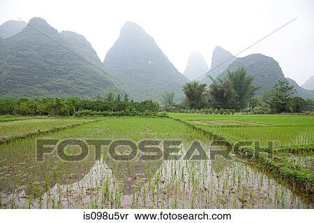 China, guangxi province, yangshuo, rice fields and karst landscape View Large Photo Image Stock Photography - China, guangxi province, yangshuo, rice fields and karst landscape. Fotosearch