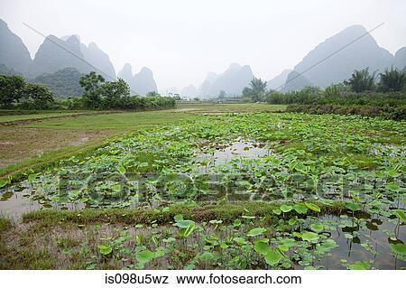 China, guangxi province, yangshuo, paddy field View Large Photo Image Stock Photo - China, guangxi province, yangshuo, paddy field. Fotosearch