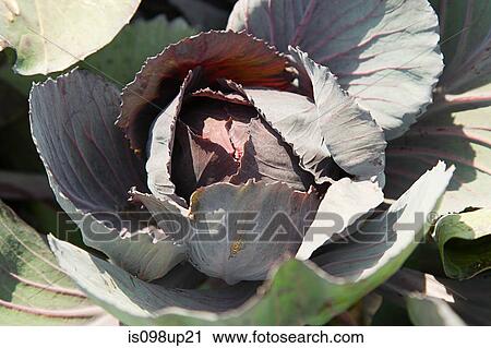 Cabbage, close up View Large Photo Image Stock Image - Cabbage, close up. Fotosearch