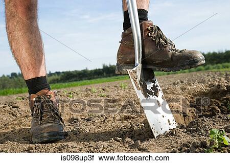 Farmer digging in field View Large Photo Image Stock Image - Farmer digging in field. Fotosearch