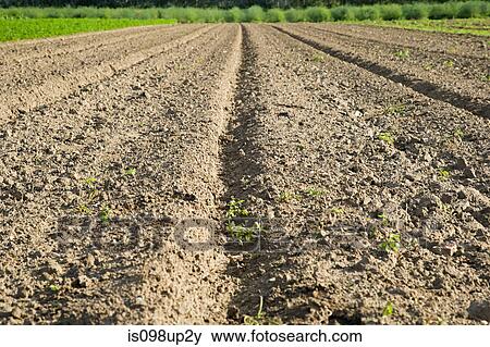 Field, close up of soil View Large Photo Image Stock Photo - Field, close up of soil. Fotosearch