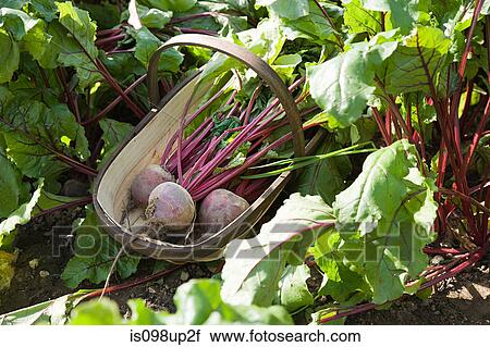 Fresh beetroot in basket View Large Photo Image Stock Image - Fresh beetroot in basket. Fotosearch