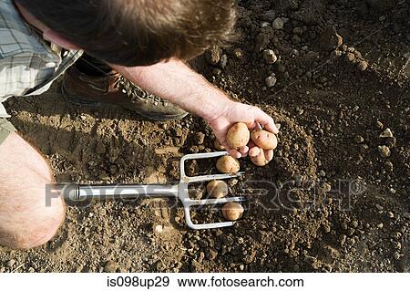 Man digging potatoes with fork View Large Photo Image Stock Photo - Man digging potatoes with fork. Fotosearch
