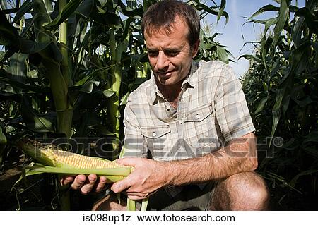 Man holding corn cob View Large Photo Image Stock Photo - Man holding corn cob. Fotosearch