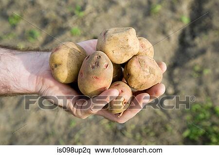 Stock Photography - Man holding potatoes. Fotosearch