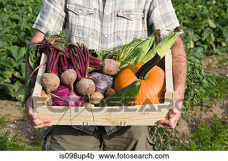 Stock Image - Man holding wooden create of freshly farmed vegetables. Fotosearch