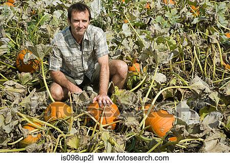 Man in pumpkin field View Large Photo Image Stock Image - Man in pumpkin field. Fotosearch