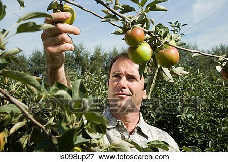 Man picking fresh apples View Large Photo Image Stock Photo - Man picking fresh apples. Fotosearch
