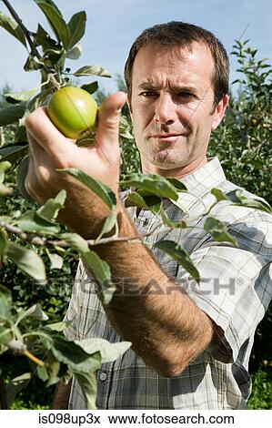 Man picking fresh apples View Large Photo Image Stock Photo - Man picking fresh apples. Fotosearch