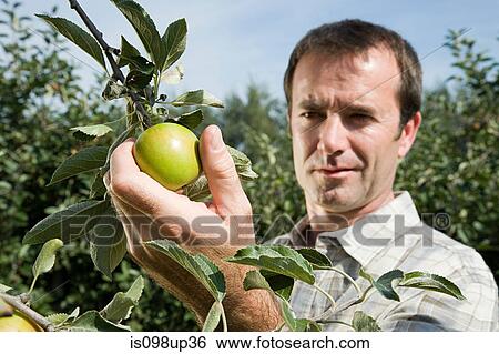 Man picking fresh apples View Large Photo Image Stock Photograph - Man picking fresh apples. Fotosearch
