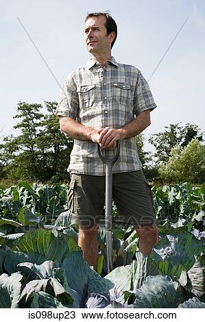 Man standing in cabbage field View Large Photo Image Stock Image - Man standing in cabbage field. Fotosearch