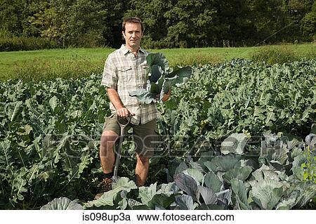 Man standing in cabbage field View Large Photo Image Stock Image - Man standing in cabbage field. Fotosearch