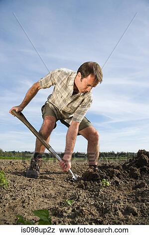Mid adult man digging in field View Large Photo Image Stock Photo - Mid adult man digging in field. Fotosearch