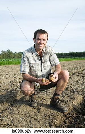 Mid adult man with potatoes in field View Large Photo Image Stock Photo - Mid adult man with potatoes in field. Fotosearch