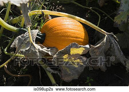 Pumpkin growing in field View Large Photo Image Stock Photograph - Pumpkin growing in field. Fotosearch
