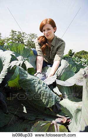 Woman picking cabbages in field View Large Photo Image Stock Image - Woman picking cabbages in field. Fotosearch