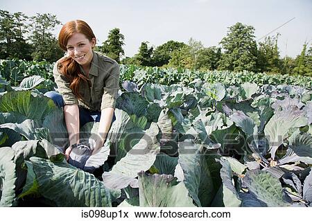 Woman picking cabbages in field View Large Photo Image Stock Photo - Woman picking cabbages in field. Fotosearch