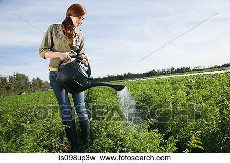 Stock Photo - Woman watering crop in field with watering can. Fotosearch