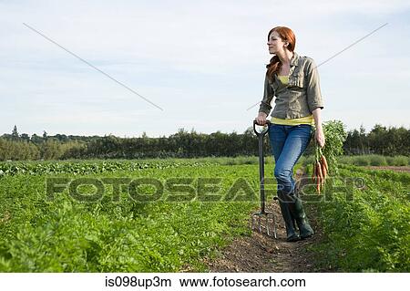 Young woman harvesting carrots in field View Large Photo Image Picture - Young woman harvesting carrots in field. Fotosearch