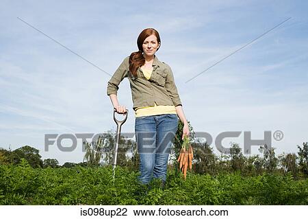 Young woman harvesting carrots in field View Large Photo Image Stock Image - Young woman harvesting carrots in field. Fotosearch