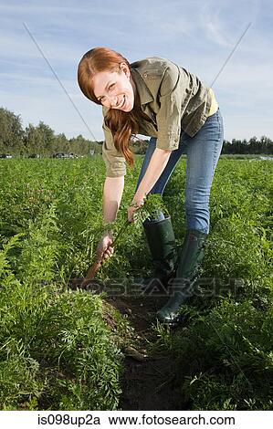 Young woman harvesting carrots in field View Large Photo Image Stock Image - Young woman harvesting carrots in field. Fotosearch