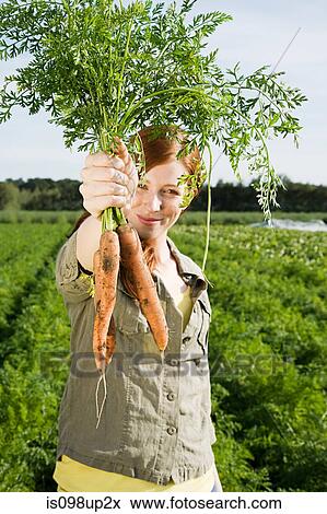 Young woman harvesting carrots in field View Large Photo Image Stock Photo - Young woman harvesting carrots in field. Fotosearch