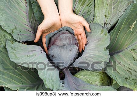 Young woman holding cabbage, close up View Large Photo Image Stock Image - Young woman holding cabbage, close up. Fotosearch