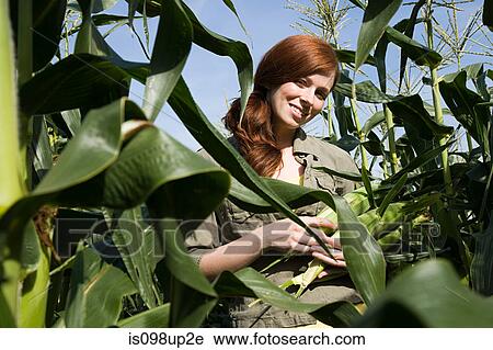 Young woman in corn field View Large Photo Image Stock Image - Young woman in corn field. Fotosearch