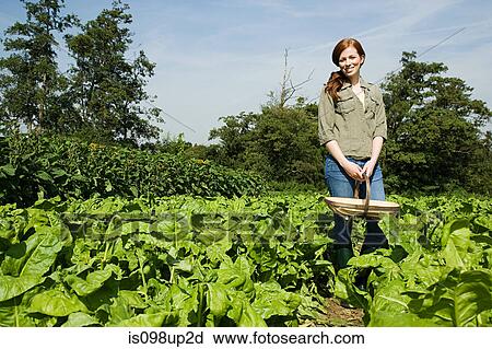 Young woman in field with basket View Large Photo Image Stock Image - Young woman in field with basket. Fotosearch
