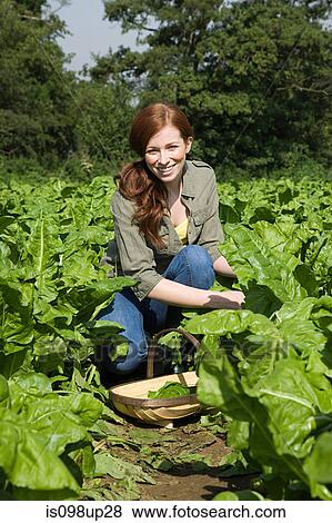 Young woman in field with basket View Large Photo Image Stock Photo - Young woman in field with basket. Fotosearch