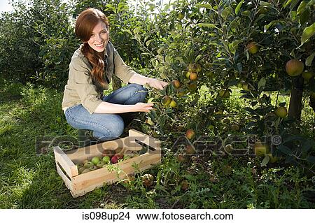 Young woman picking fresh apples View Large Photo Image Picture - Young woman picking fresh apples. Fotosearch