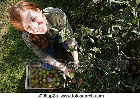 Picture - Young woman picking fresh apples. Fotosearch