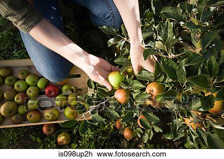 Young woman picking fresh apples View Large Photo Image Stock Image - Young woman picking fresh apples. Fotosearch