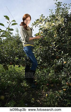 Young woman picking fresh apples View Large Photo Image Stock Image - Young woman picking fresh apples. Fotosearch