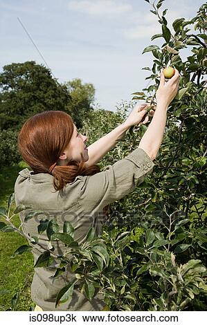 Young woman picking fresh apples View Large Photo Image Stock Image - Young woman picking fresh apples. Fotosearch