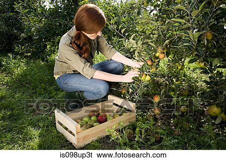 Young woman picking fresh apples View Large Photo Image Stock Photograph - Young woman picking fresh apples. Fotosearch
