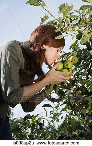 Young woman smelling fresh apples View Large Photo Image Stock Photograph - Young woman smelling fresh apples. Fotosearch