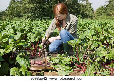 Young woman with fresh beetroot in basket View Large Photo Image Stock Image - Young woman with fresh beetroot in basket. Fotosearch