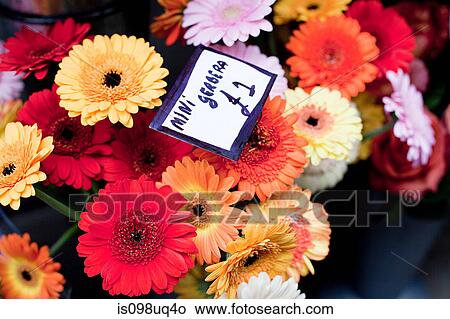 Colourful Gerbera flowers View Large Photo Image Picture - Colourful Gerbera flowers. Fotosearch
