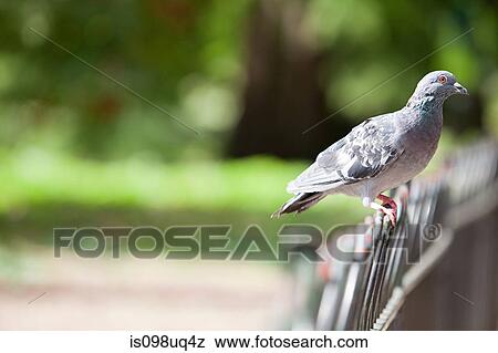 Pigeon perched on a fence View Large Photo Image Stock Photo - Pigeon perched on a fence. Fotosearch