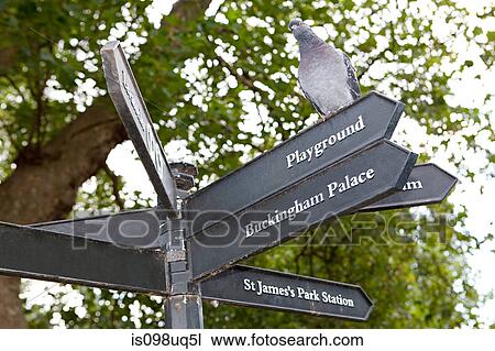 Pigeon perched on a sign in St James's Park, London View Large Photo Image Stock Image - Pigeon perched on a sign in St James's Park, London. Fotosearch