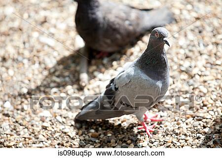 Pigeons View Large Photo Image Stock Photography - Pigeons. Fotosearch
