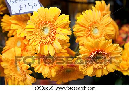 Yellow Gerbera flowers View Large Photo Image Stock Photo - Yellow Gerbera flowers. Fotosearch