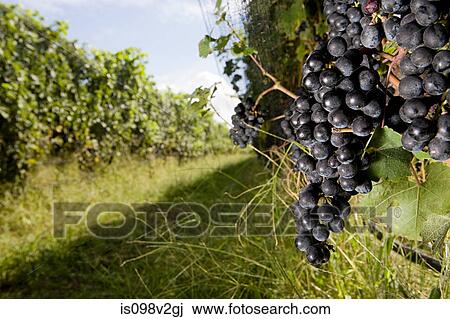 Stock Image - Black grapes on vines in vineyard. Fotosearch